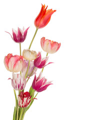 bouquet of colorful spring tulips