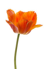 bright red tulip with fringed edges