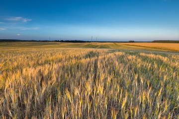 Landscape of corn field at summer sunset © milosz_g