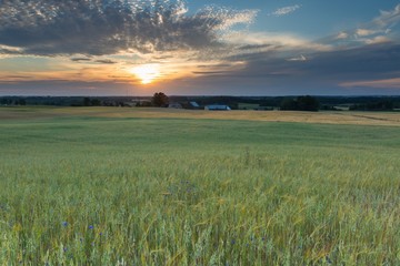 Landscape of corn field at summer sunset © milosz_g