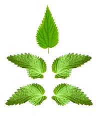 Stinging nettle (Urtica dioica) is rich in vitamins A, C, iron, potassium, manganese, and calcium. Herb can be used to treat arthritis, anemia, hay fever, kidney problems, and pain.
