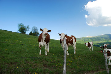 Cow in Rhone Alpes fields
