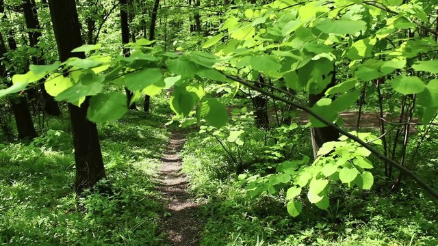 Deciduous forest at beautiful spring day; steadicam hd 1080