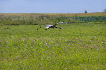 Stork