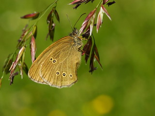 Бабочка крупным планом