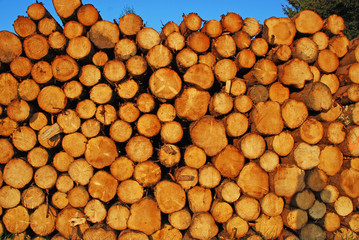 Wood logs