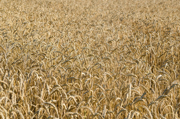 golden wheat field