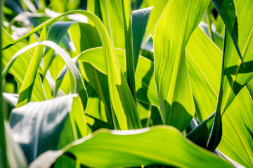 Leaves of corn © Olga Markush