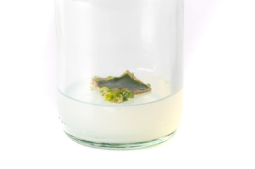 plant tissue culture