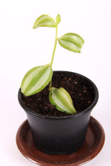 Tradescantia