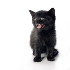 Fanny black kitten