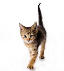 Fototapeta premium Fanny striped kitten