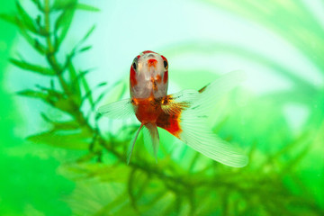Golden fish