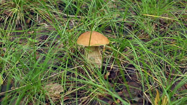 Porcini forest in the grass