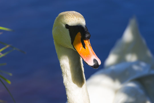 Schwan im Halbprofil