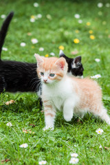 Fototapeta na wymiar orange a kitten in a grass