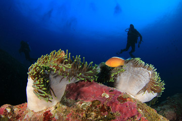 Naklejka na ściany i meble Scuba diving with fish and coral