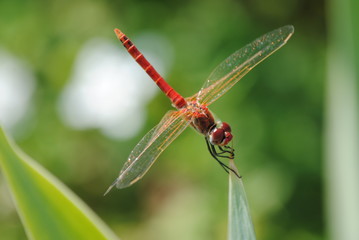 libellule 