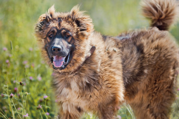 Caucasian shepherd dog outdoor exterior portrait