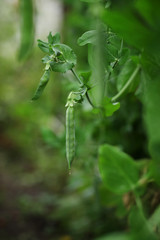peas growing on the farm
