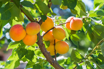 Ripe apricots