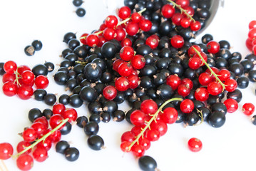 Black currant and red currant
