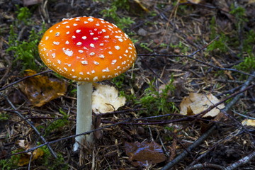 Mushrooms in the wood