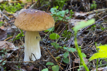 Mushrooms in the wood