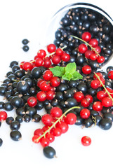 Black currant and red currant
