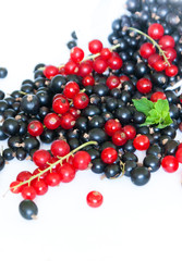 Black currant and red currant