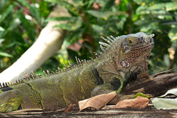 Green Iguana looks into the camera for its portrait.
