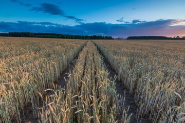 Landscape of corn field at summer sunset © milosz_g