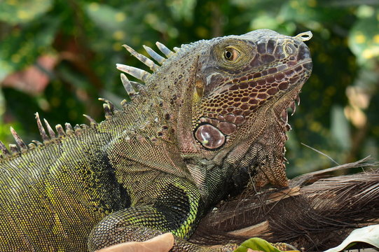 Green Iguana looks into the camera for its portrait.