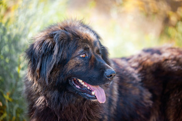 Fototapeta premium Caucasian shepherd dog outdoor exterior portrait