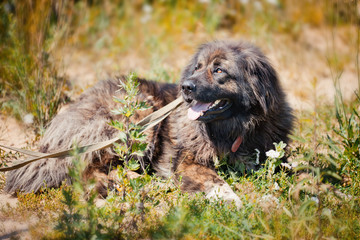 Fototapeta premium Caucasian shepherd dog outdoor exterior portrait