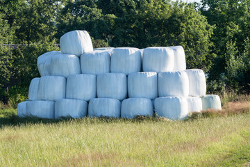 Stacked bales of harvested hay wrapped with plastic film on an early morning at the beginning of...