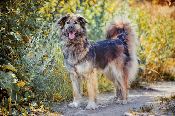 Caucasian shepherd dog outdoor exterior portrait