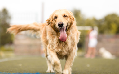 golden retriever dog portrait in park
