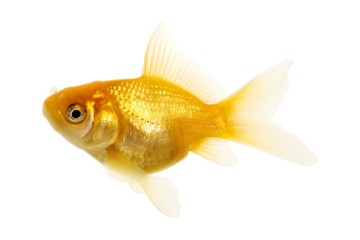 Isolated of the gold fish on white. Path included.
