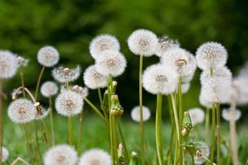 Extra close up of the dandelion on the green background