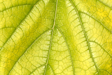 Obraz na płótnie Canvas green leaf close up nature background