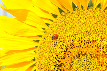 Naklejka premium Ladybug on sunflower close up