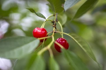Cherries on a tree branch
