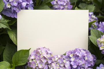 Paper note in hydrangea flowers