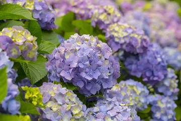 Hydrangea flowers in a garden