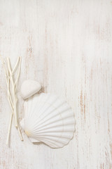 Fototapeta na wymiar shell on white wooden background
