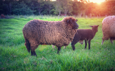 The brown sheep at the sunset
