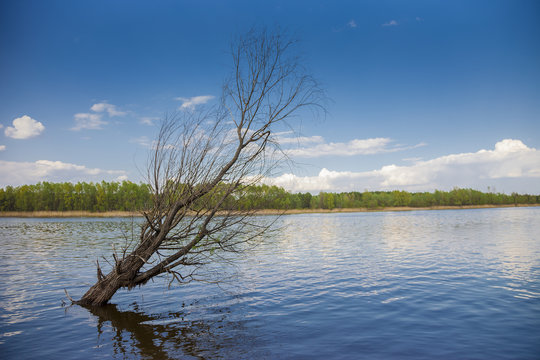 Dead tree in a lake