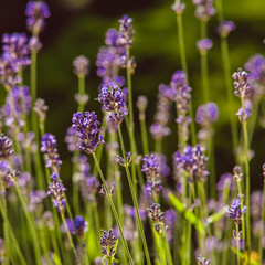 Lavender on rockery