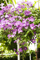 Fototapeta premium Purple clematis